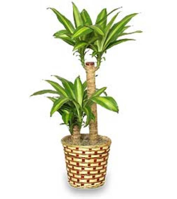 Corn Plant