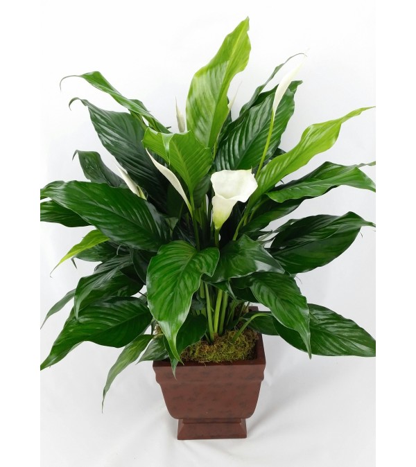 Plantastic! Peace Lily