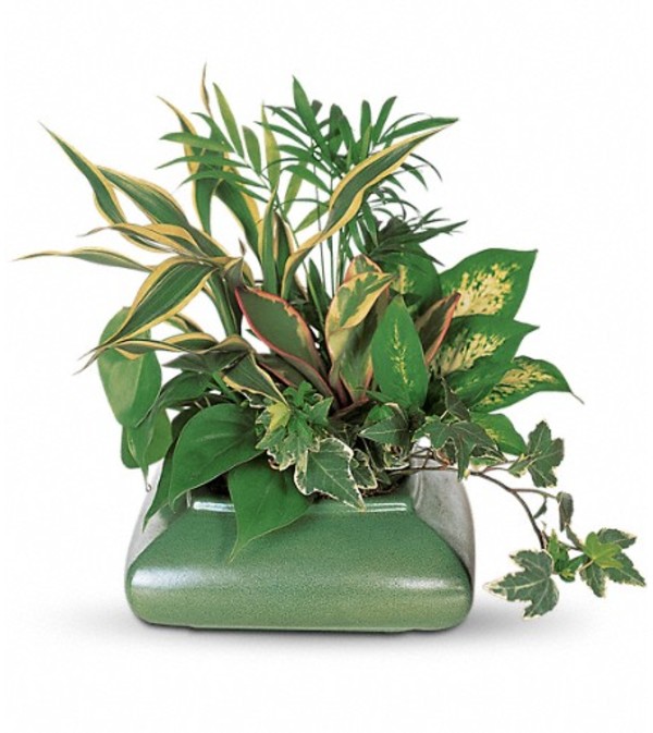 Small Garden Dish