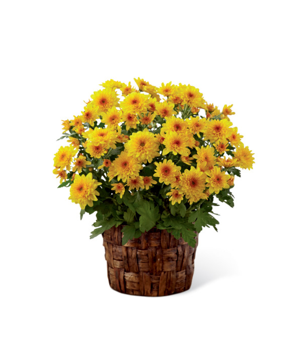 The FTD® Chrysanthemum
