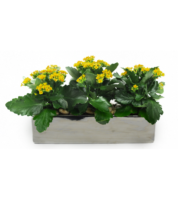 Triple Yellow Kalanchoe