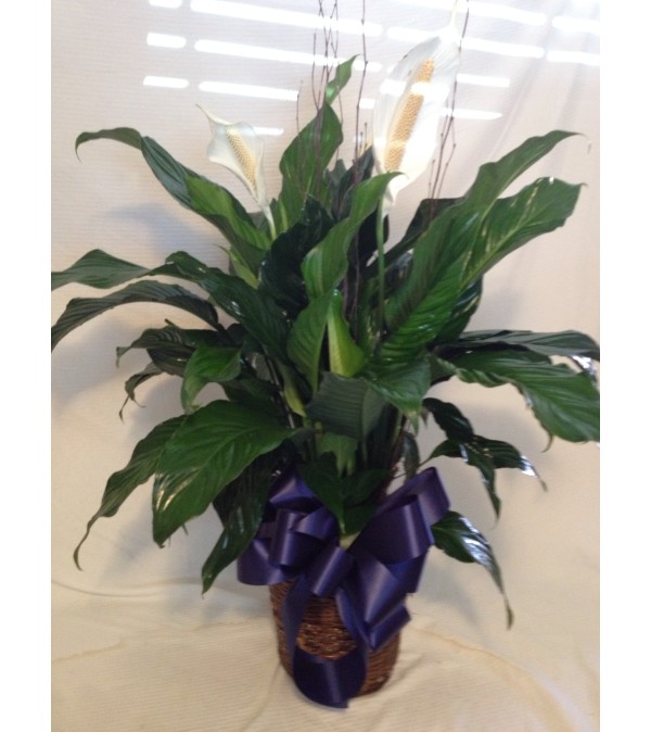 Peace Lilly Plant