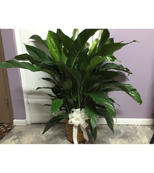 LARGE PEACE LILLY PLANT
