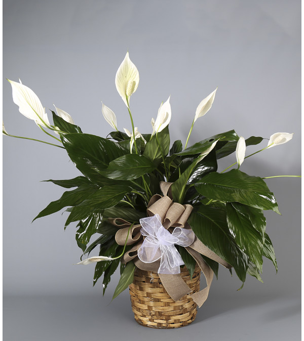 Country Arts Peace Lily