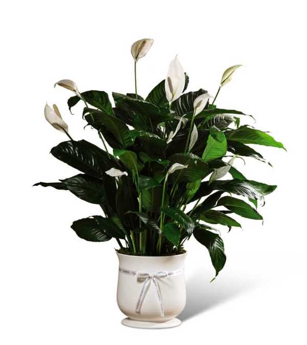 The FTD® 8 inch Comfort™ Planter