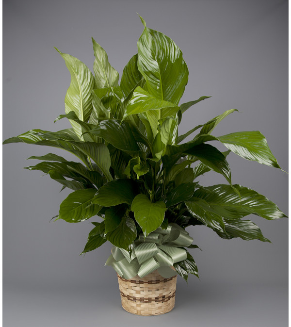 Forked River Peace Lily