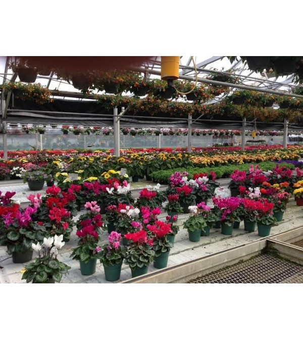 PATIO PLANTS