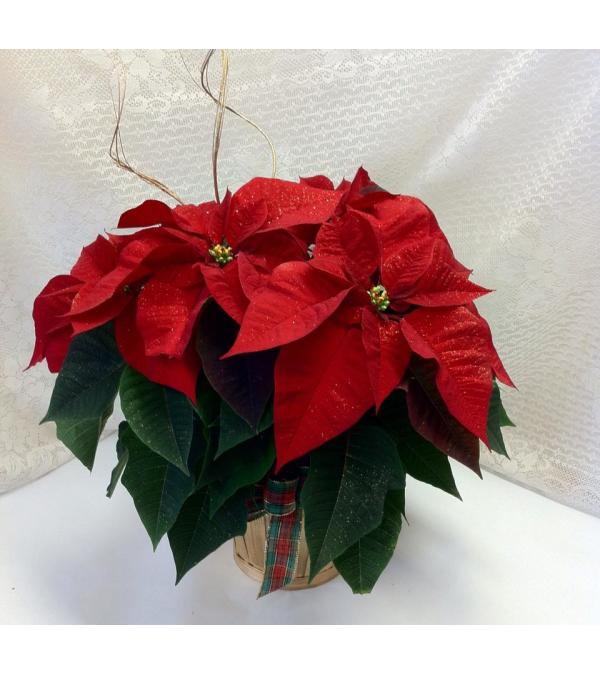 Jazzy Poinsettia