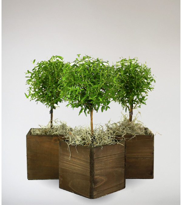Decorative Plant in Box