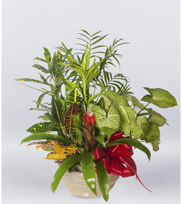 Indoor Plant Garden