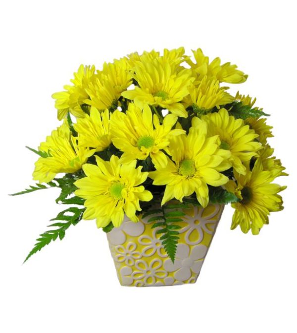 Daisy Sunshine