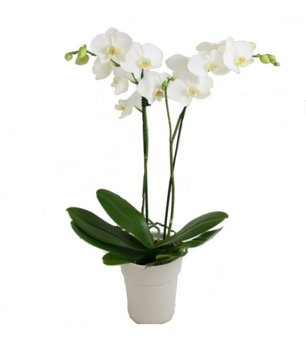 White orchid plant