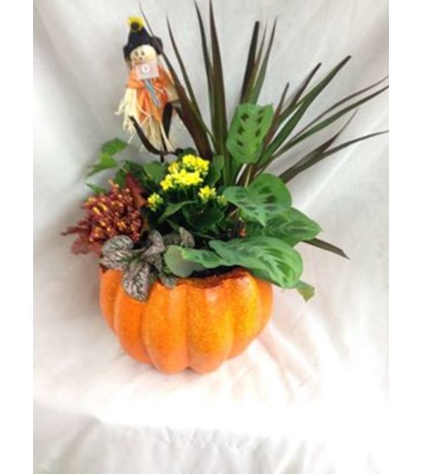 Pumpkin Patch Garden