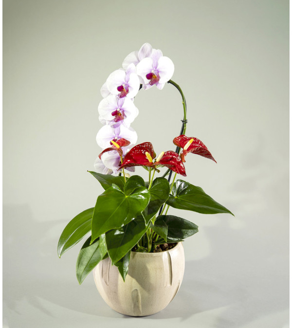 Orchid Dance