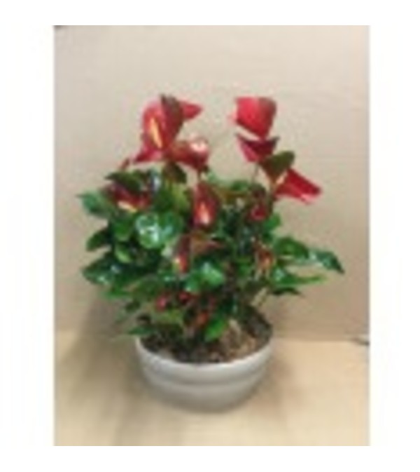 Christmas Garden