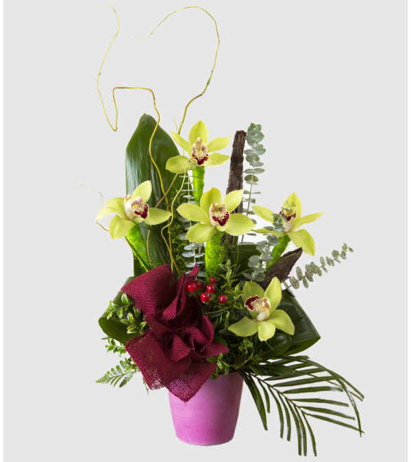 Orchid's Delight