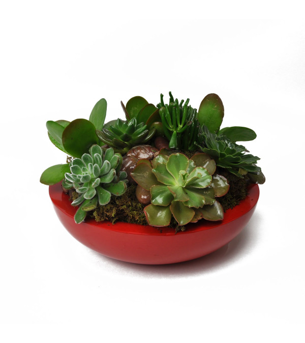 Red Hot Succulent Garden