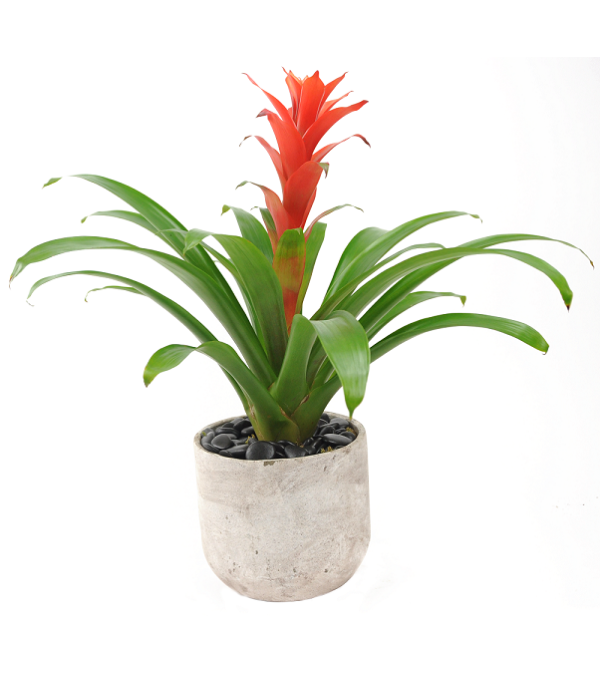 Bromeliad Plant
