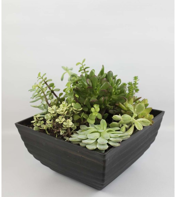 Succulent Assortment
