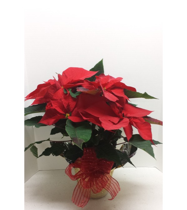 6"Christmas Red Poinsettia with bow