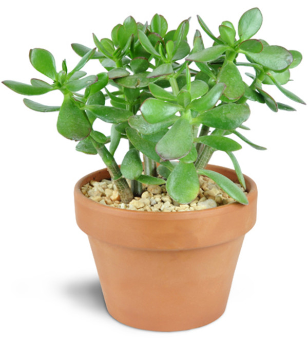 Simply Succulent