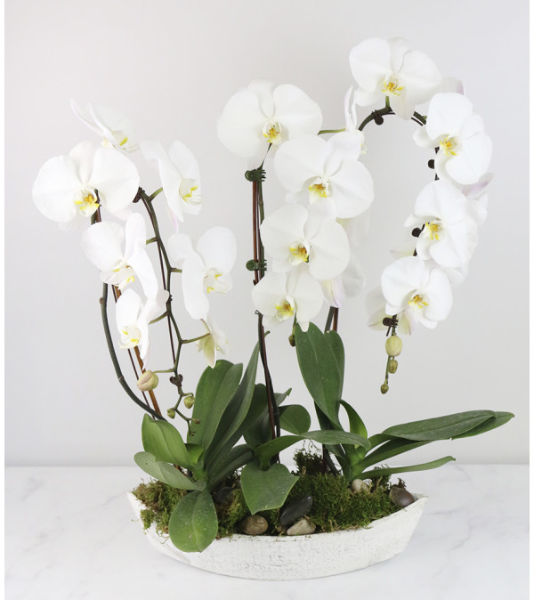 Just Beautiful Orchid Plant