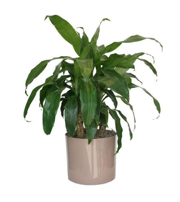 Janet Craig Plant