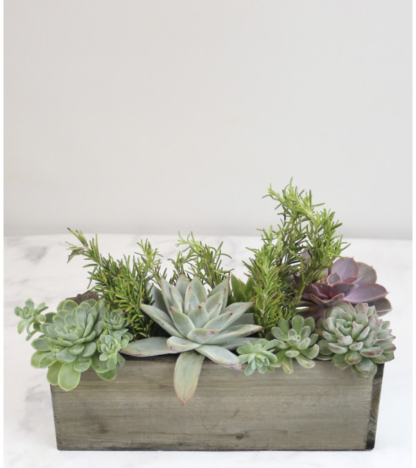The Succulent Garden