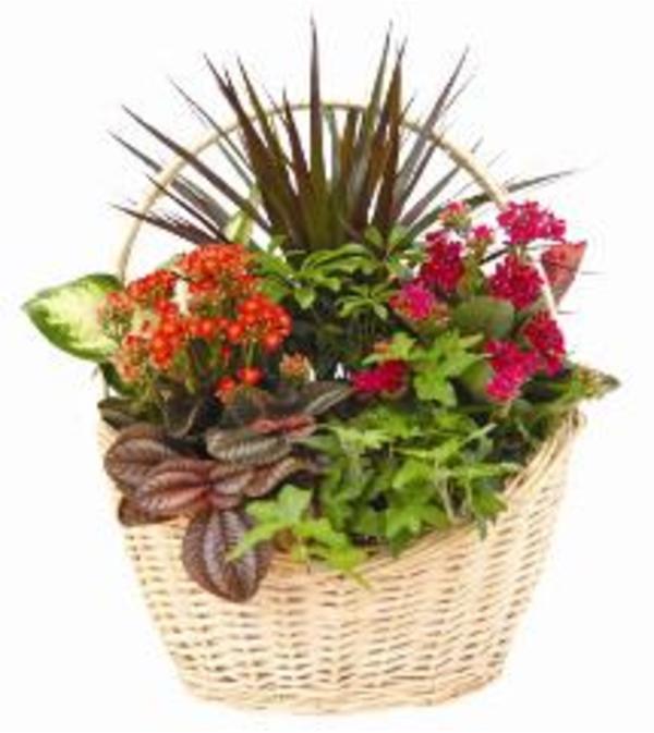 Dish Garden
