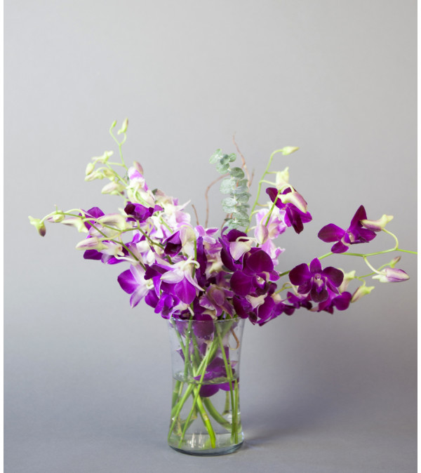 Purple Orchid Dream