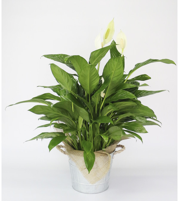 Rustic Peace Lily Plant