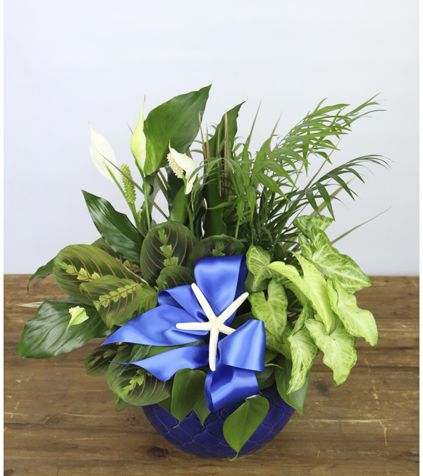 Ceramic Costal Garden