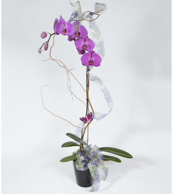 Orchid Dream
