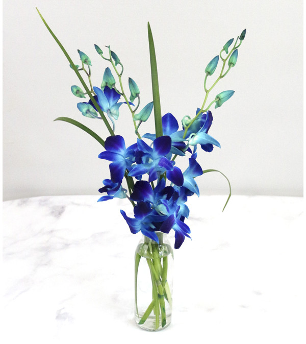 Touch of Blue