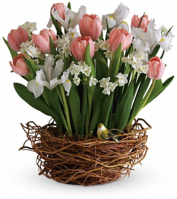 Tulip Song