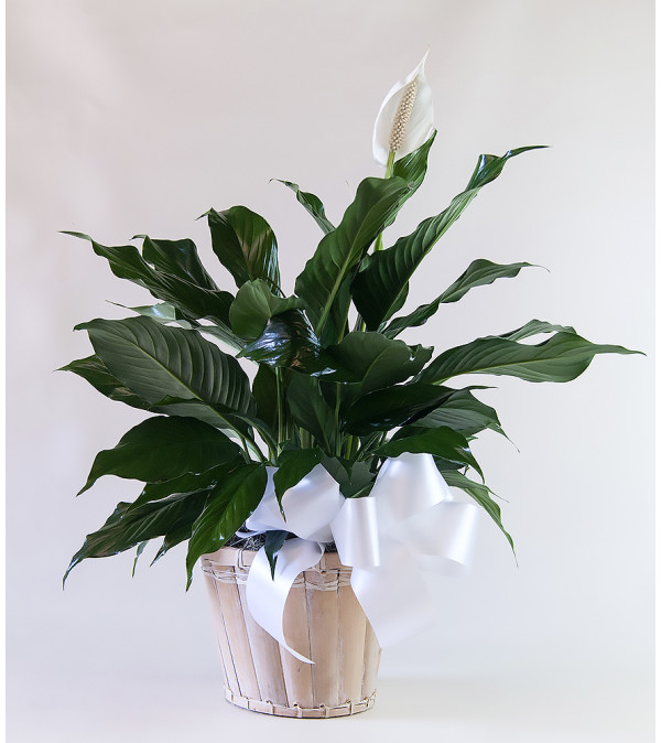 Upscale Peace Lily