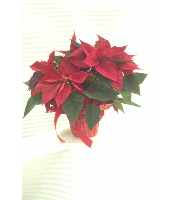 6" Red Poinsettia