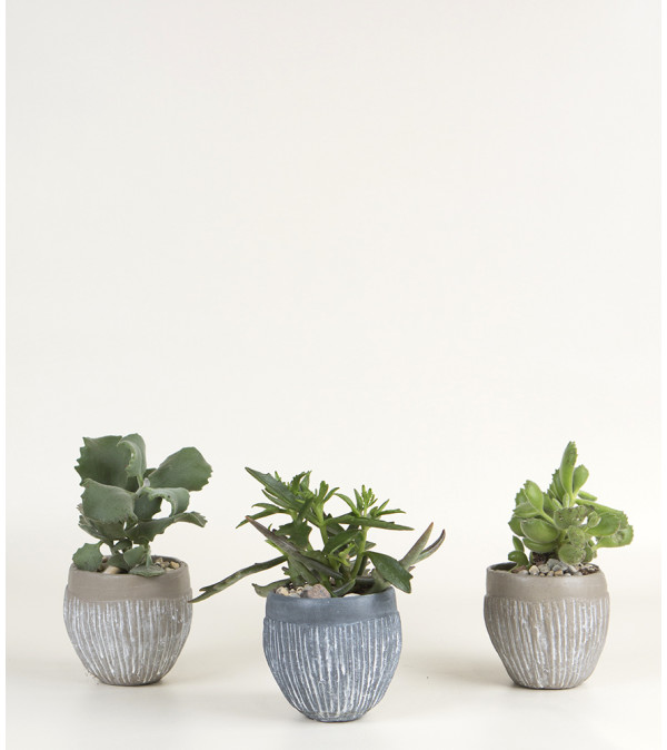 Set of 3 Succulent Plants