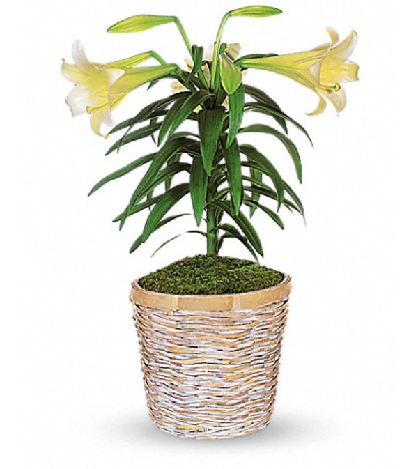 Blooming Easter Lily Plant