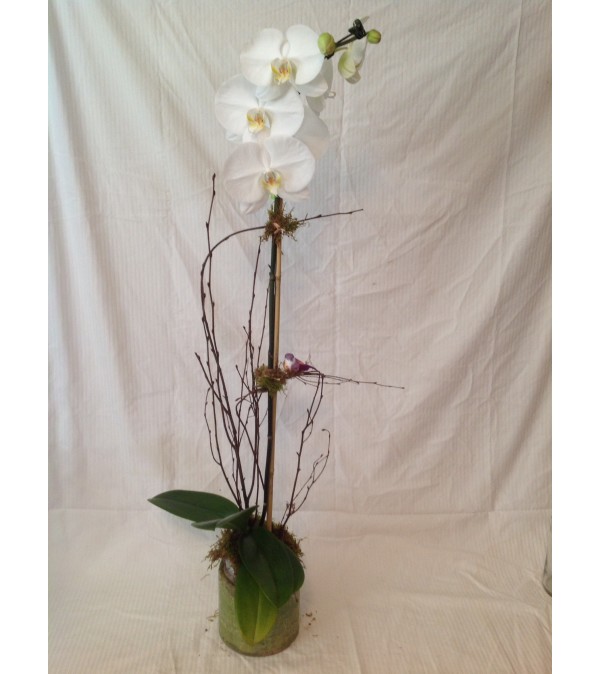 Peaceful Orchid Plant