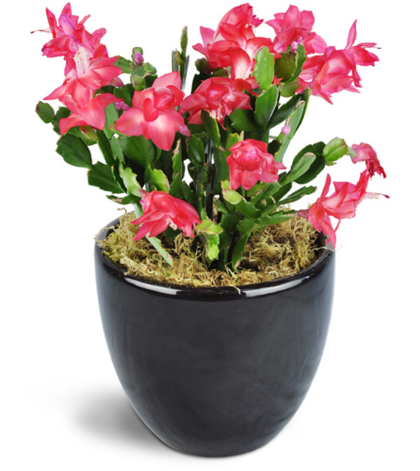 Classic Christmas Cactus
