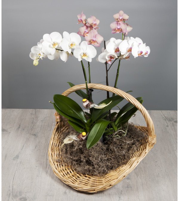 Basket Full of Orchids