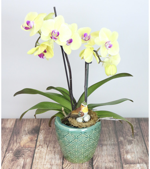 Decorative Orchid Plant