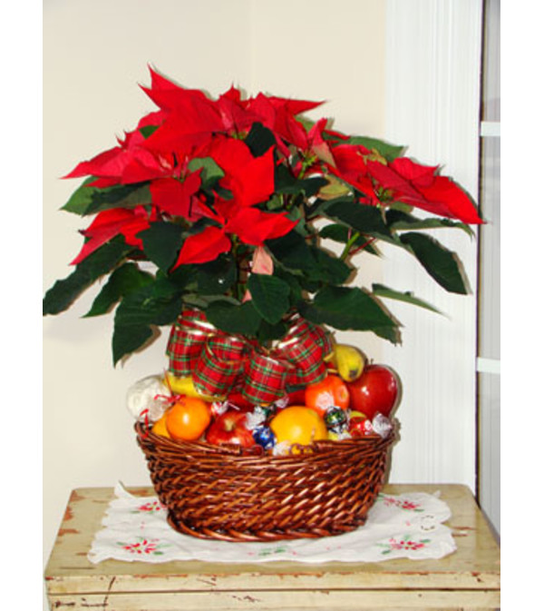 Fruit & Planter Christmas Basket
