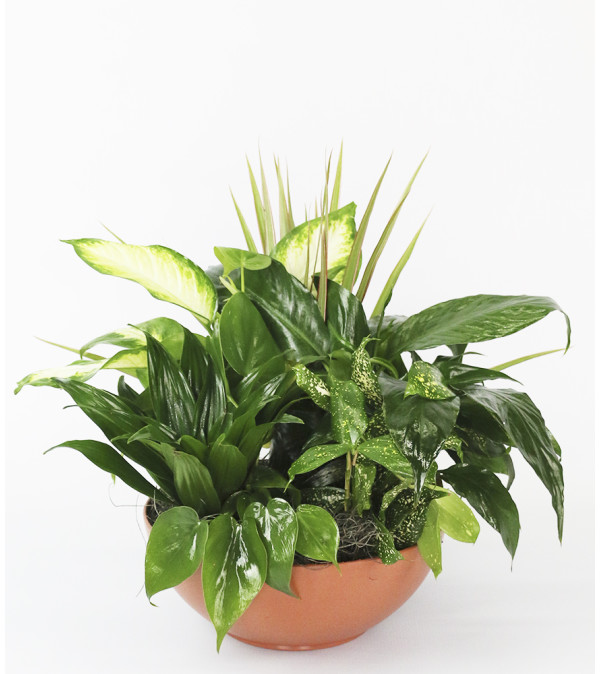 Lush Green Planter by DiBiaso's