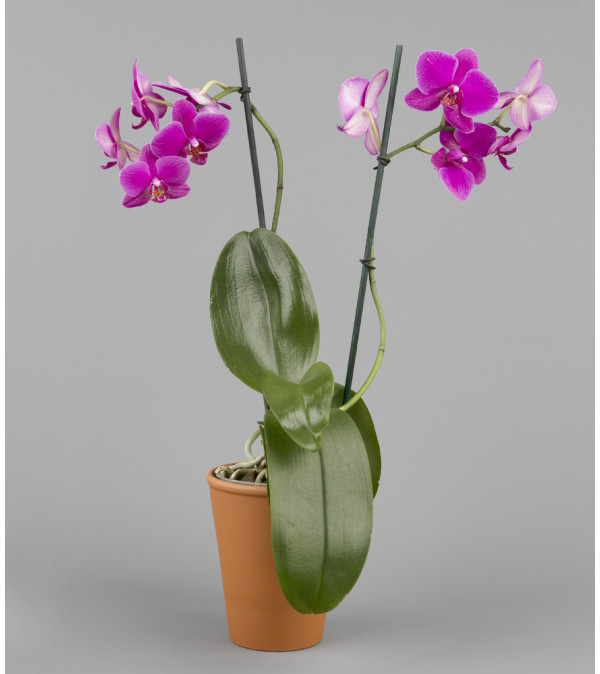 Flowers-N-More Orchid Plant