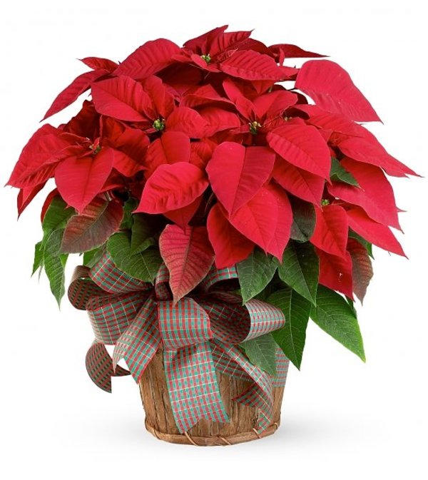 Extra Large Poinsettia with Christmas greens