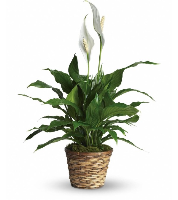 Wicker Peace Lily Plant