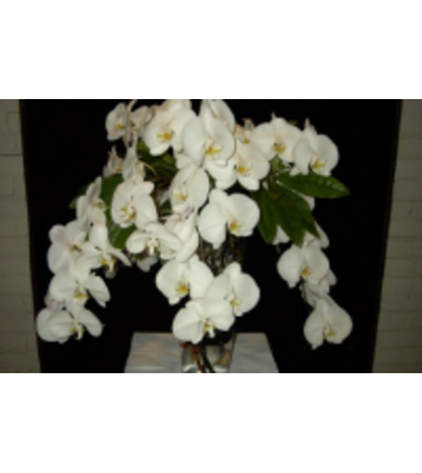 Fantastic Phals