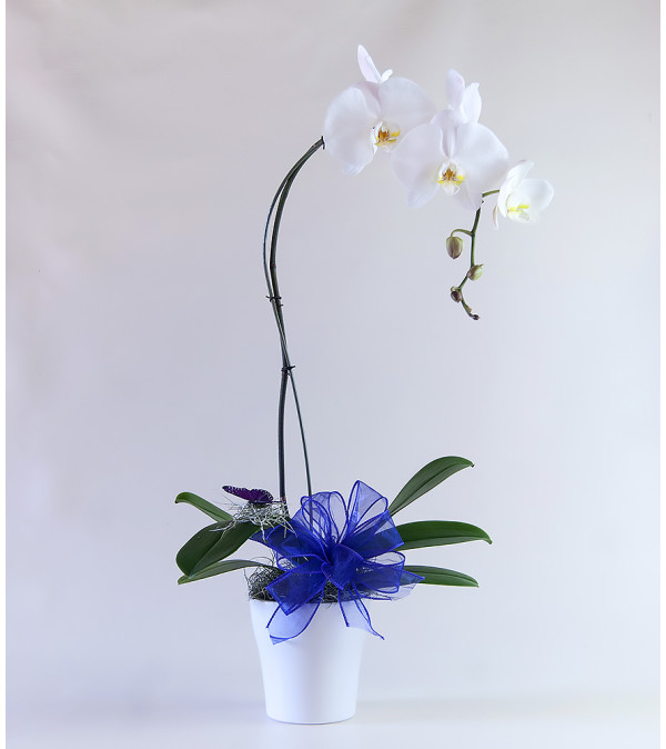 Elegant Orchid Plant